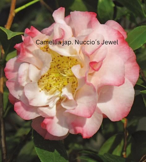 Camellia japonica weiß-rot, Kamelien mit weiß-roten Blüten (zweifarbig)